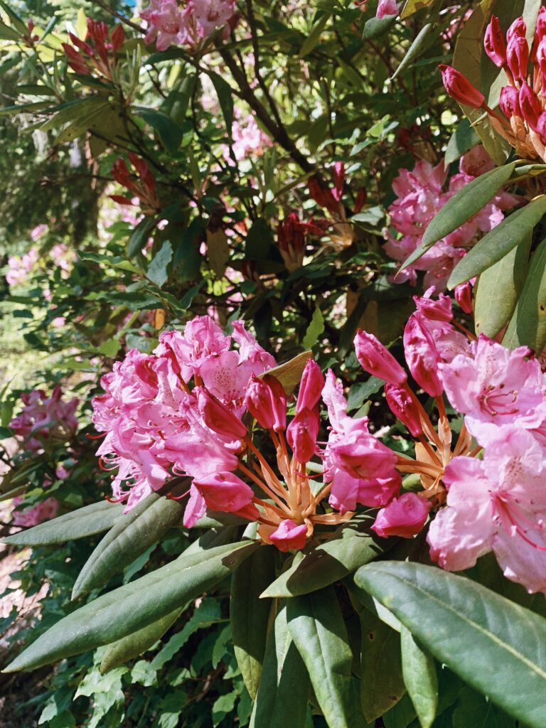 Rhododendrons hiking Mt Hood