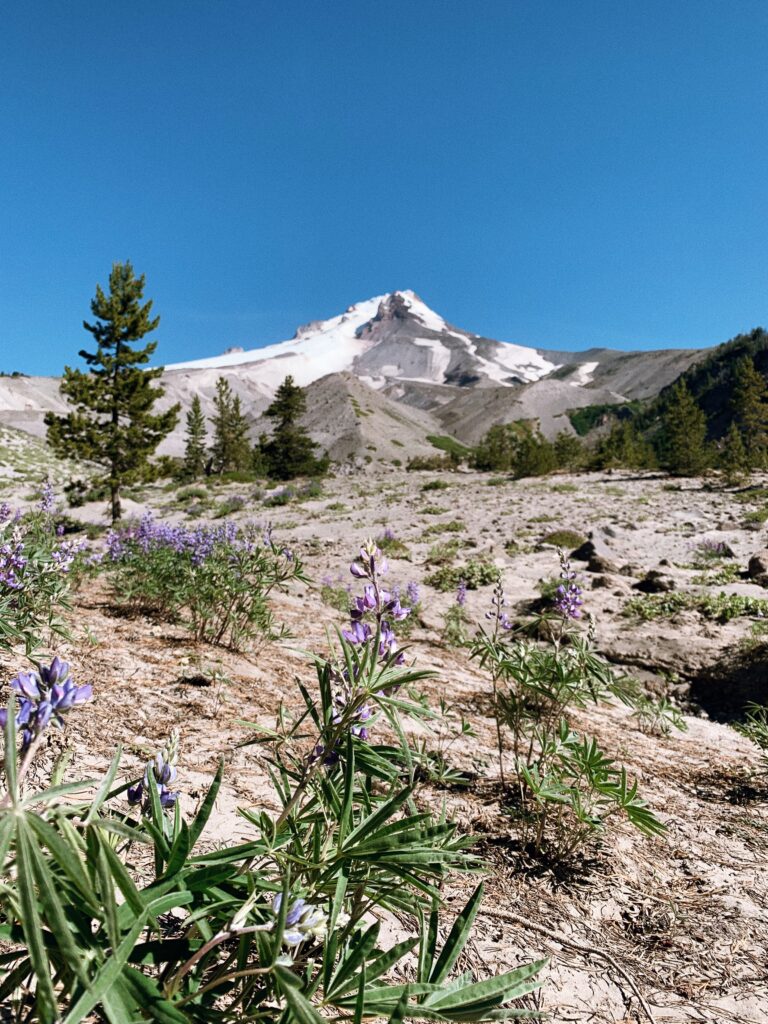 Lupin on the Timberline Trail