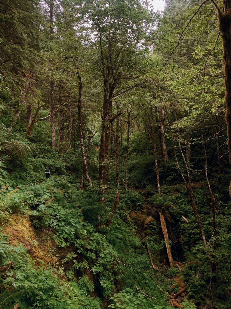 Lush forest walking north on the PCT from Cascade Locks to Trout Lake