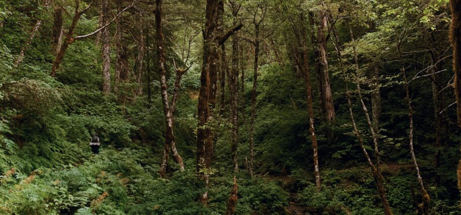 Walking North From Cascade Locks