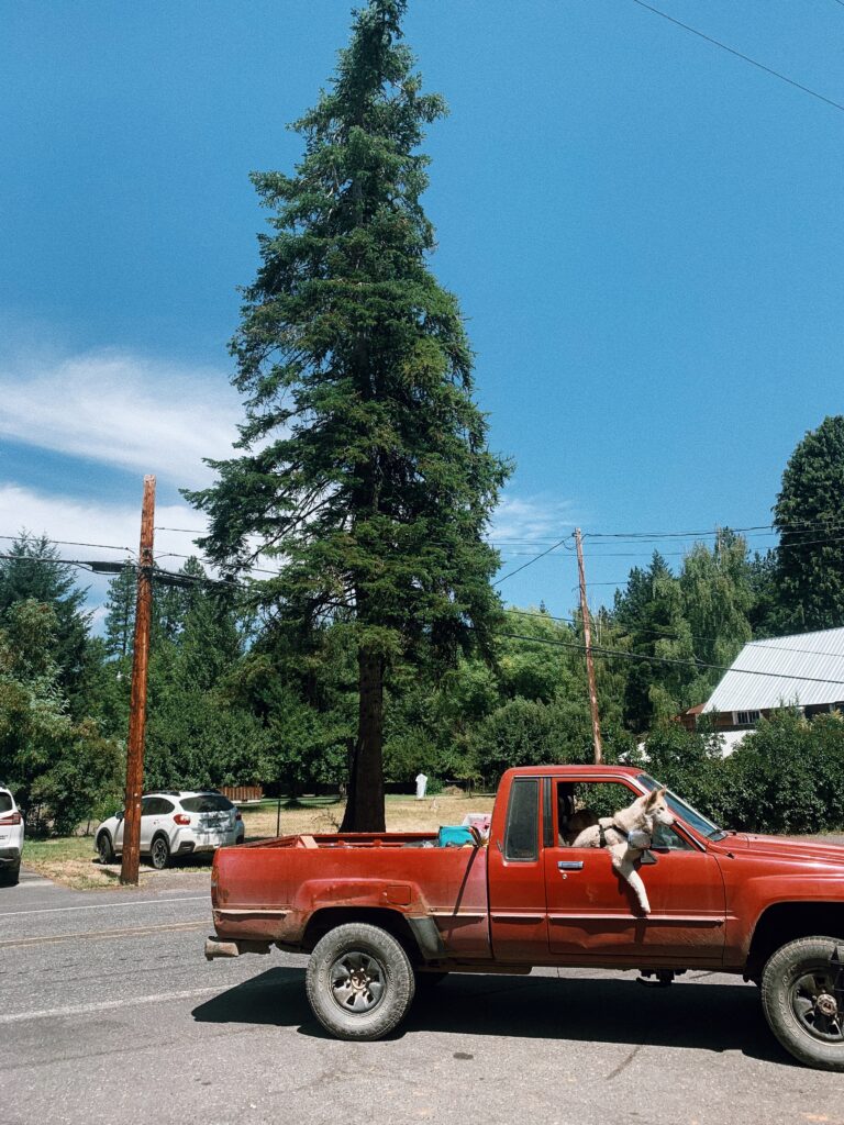 Dog sitting in red pick up truck in Trout Lake