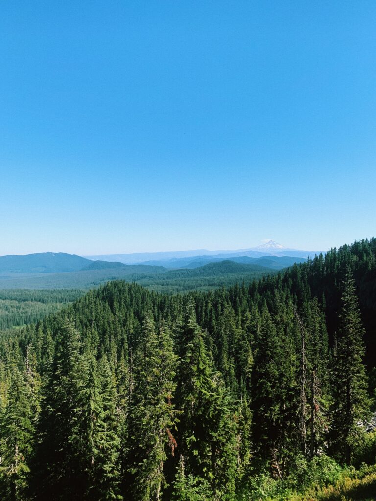 Forest views from the Pacific Crest Trail in Washington