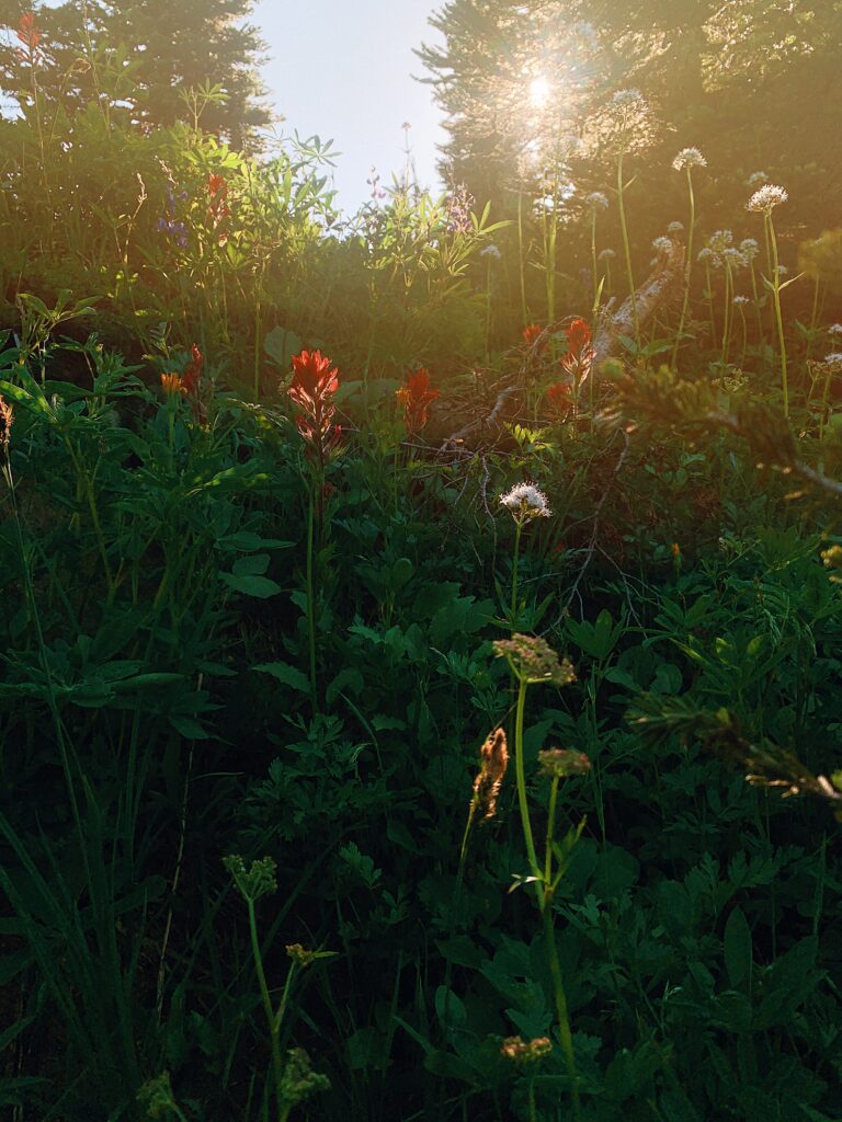 Wildflowers sway in the light of golden hour