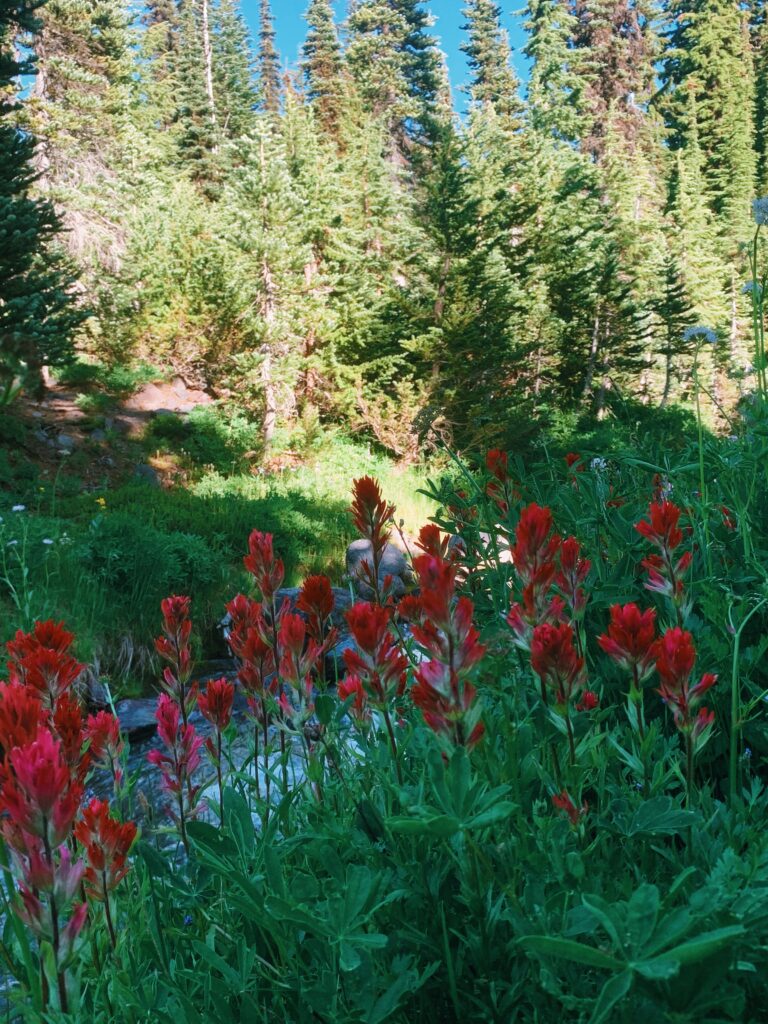 Red flowers dot the creek in the shadow of Mt. Adams