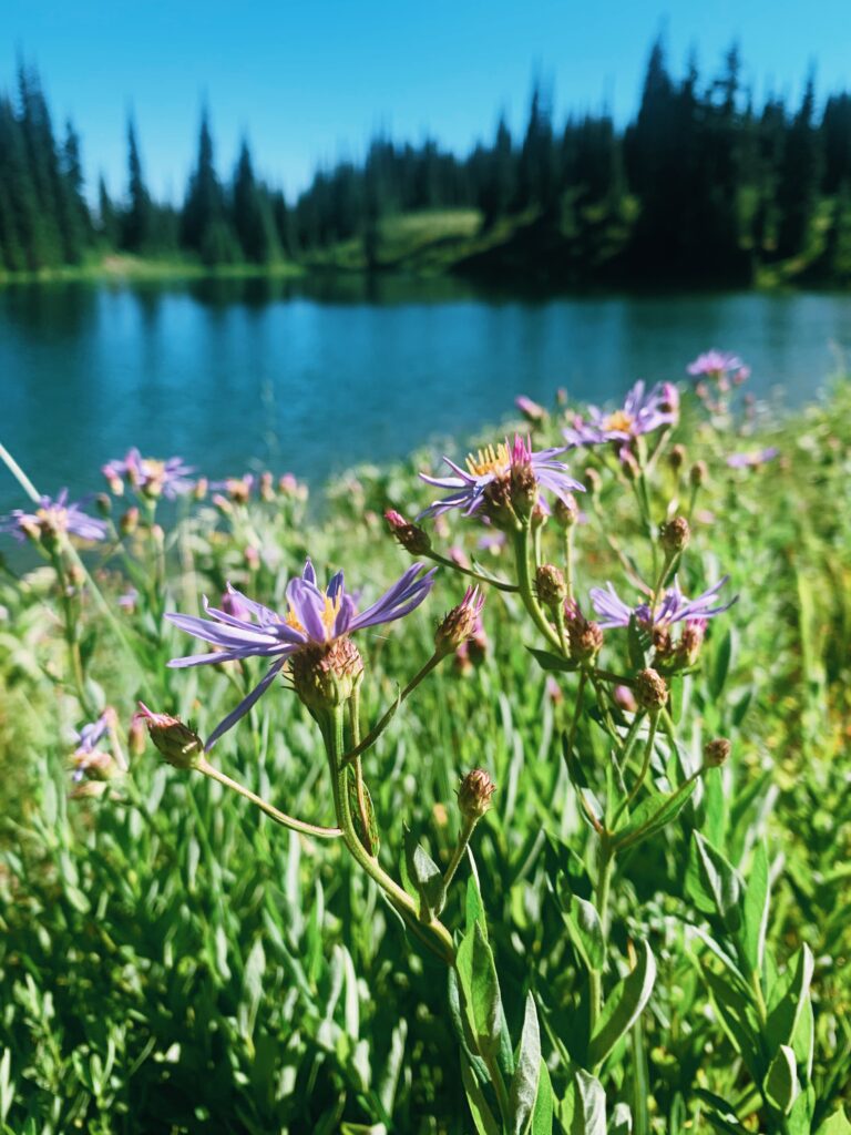 Wildflowers in front of a blue alpine lake.