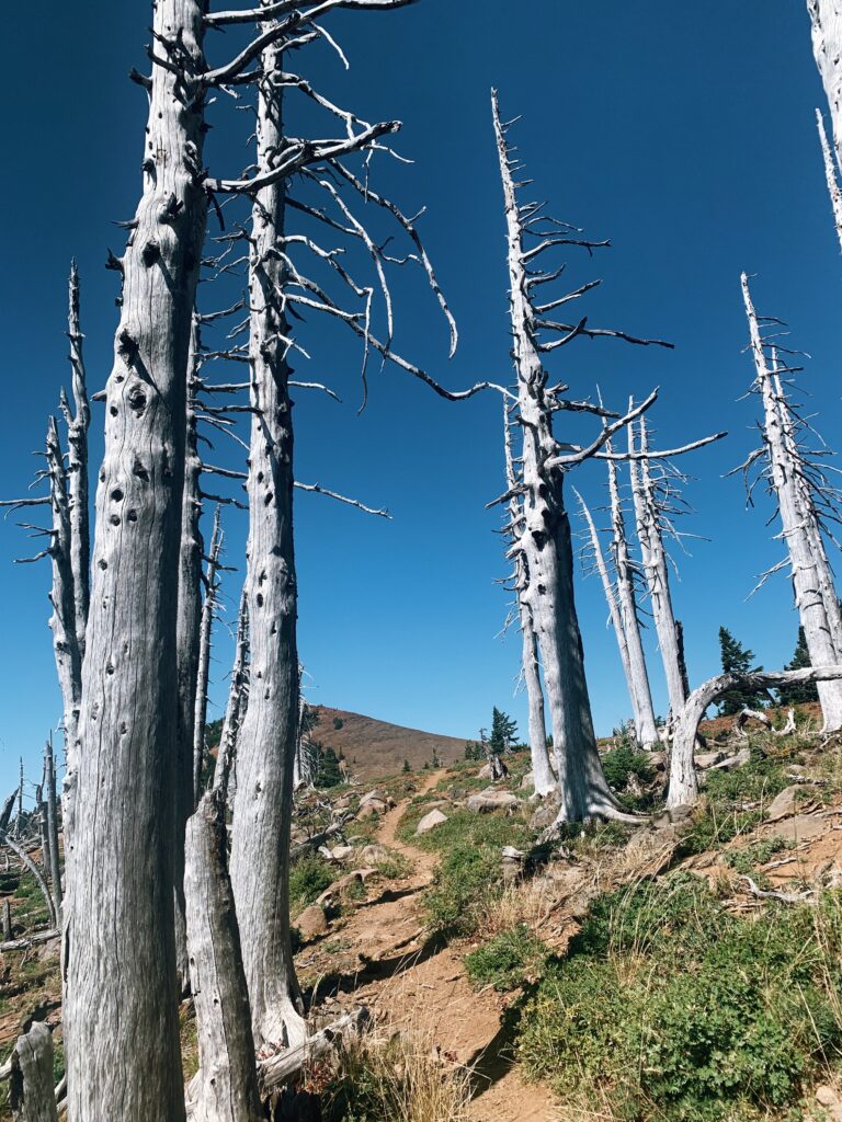 Dead trees beneath a blue sky with a dirt trail