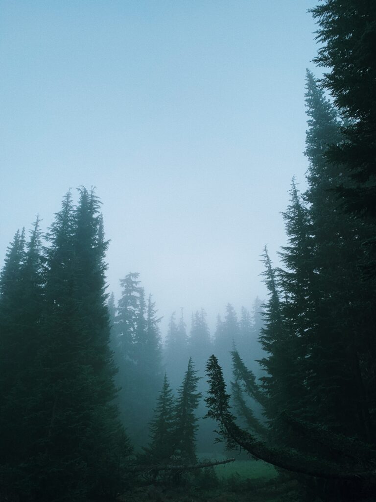 Fog and mist over a green morning in the wood 