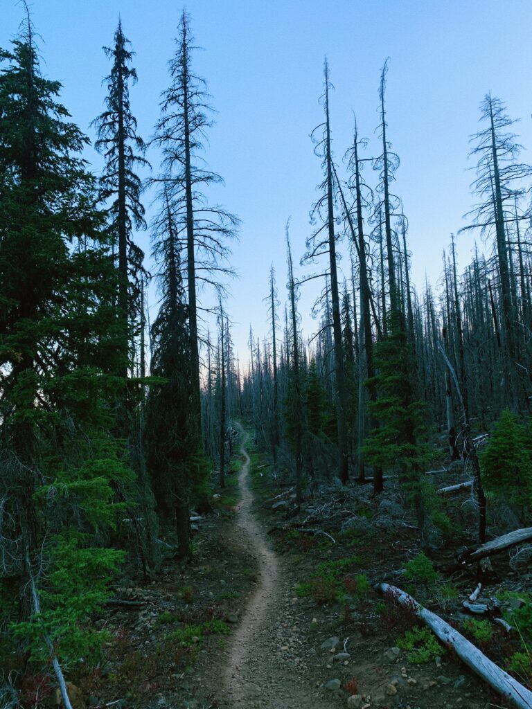 Dirt ribbon of trail winds its way through a section of burnt trees