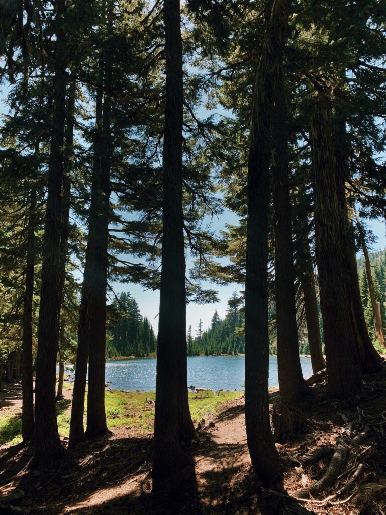 A blue lake shimmers through the contrast of tall dark trees as I head north once more